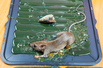 glue mousetrap.