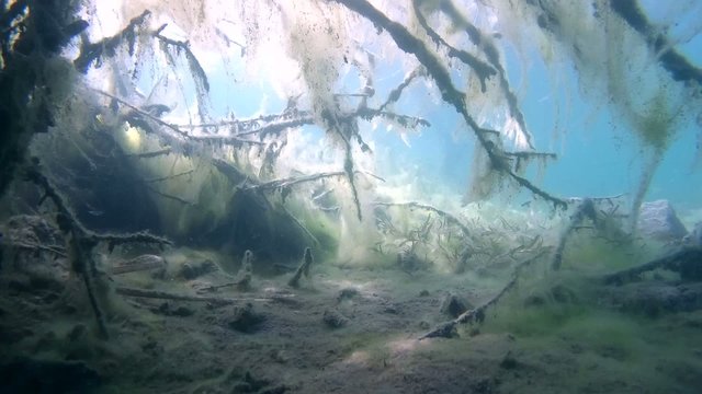 Branches of trees covered with algae in a flooded forest
