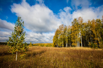 A birch tree in a field on a cloudy sunny day