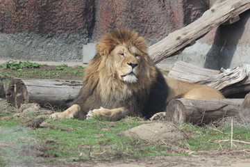 Naklejka premium В зоопарке