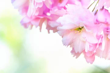 Papier Peint photo autocollant Fleur de cerisier Kirschblüten