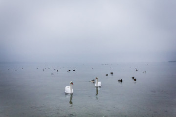 Les cygnes du Lac de Neuchâtel en hivers