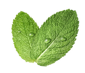 Mint herb leaves water drops 2 isolated on white background