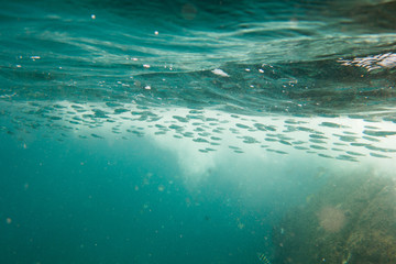 Fototapeta premium Podwodna fotografia ławicy ryb pływających pod powierzchnią
