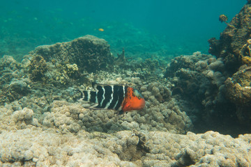 Underwater photography of a parrot fish swimming in ocean