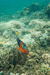 Fototapeta na wymiar Underwater photography of a parrot fish swimming in ocean