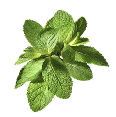 Mint herb bunch isolated on white background