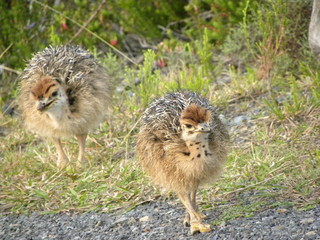 Autruchons dans la savane