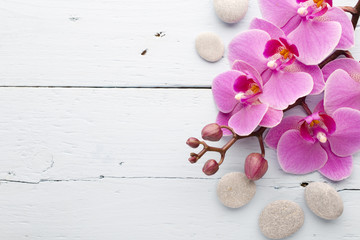 Fototapeta na wymiar Pink orchid flower.