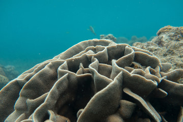 Obraz premium Coral
