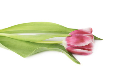 Pink magenta tulip flower isolated