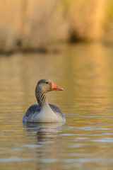 Greylag Goose (Anser anser) swimming.