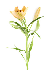 Yellow lily lilium flower isolated