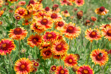 Flower Gaillardia 
