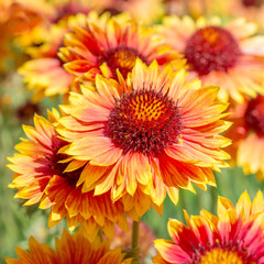 Flower Gaillardia 
