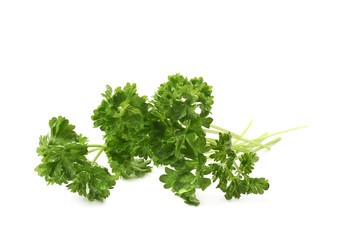 Petroselinum crispum parsley plant isolated