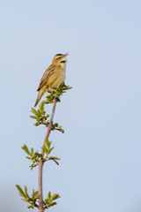 Sedge warbler (Acrocephalid warbler) singing on top of a branch.