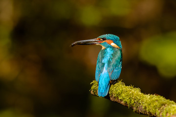 Male Kingfisher (Alcedo atthis) on a branch with fish