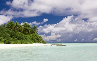 A piece of rainforest on an uninhabited island in the Maldives