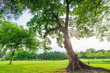 Big tree in puclic park