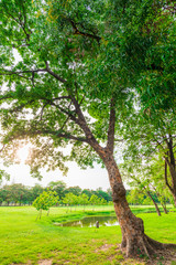 Big tree in puclic park