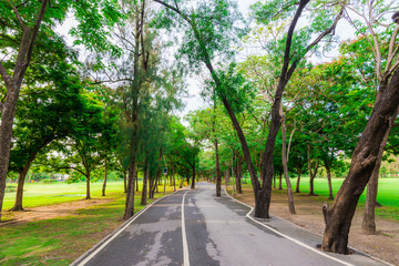 Fototapeta na wymiar Bike lane and pathway in the Green Park