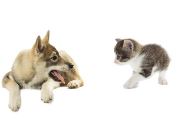 playful kitten and dog on a white background