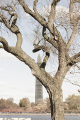 View of the Washington Monument from West Potomac Park
