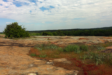 Arabia Mountain Vegetation