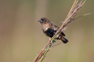 Red bishop is changing from his bright breeding colours