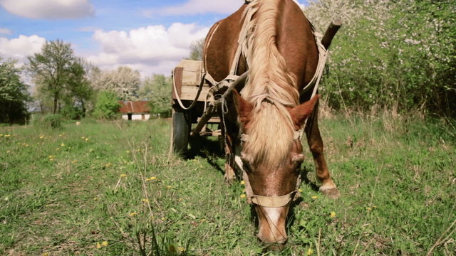 Horse and cart grazing in nature. Horse pulled by cartload, grazing in the countryside.

