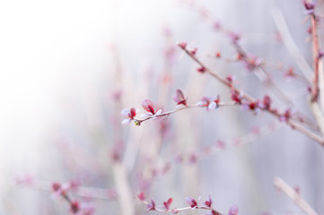 wild branches closeup
