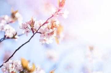 sakura flowers closeup against blue background