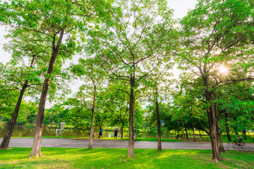 Fototapeta na wymiar Green lawn in city park and pathway