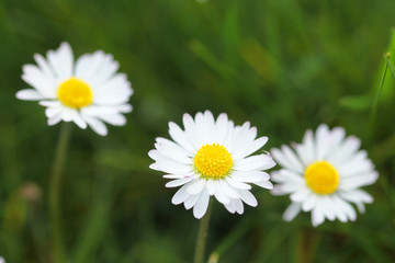 Gänseblümchen