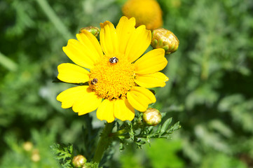 yellow daisy.orange spring flower with green leaf