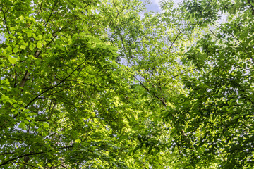 plants in Main Botanical Garden behalf of Tsitsin