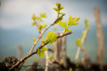 Vineyard in Slovenia in early spring