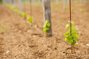 Vineyard in Slovenia in early spring