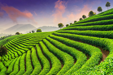 Tea Plantations under sky