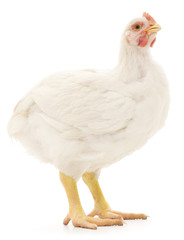 white hen