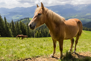 Fototapeta premium Horse on a mountain pasture
