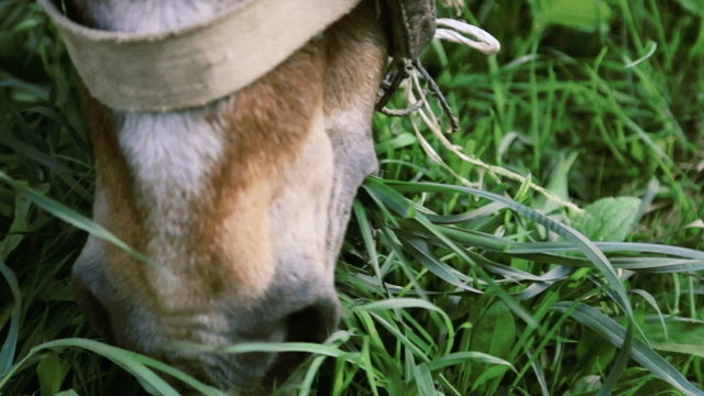Horse eating grass close-up face. Muzzle of a horse close up. Closeup snout horse eats grass. 
