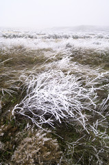 Frosty landscape