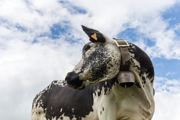 vache de race vosgienne © Olympixel