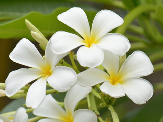 Fototapeta na wymiar frangipani - plumeria white flower