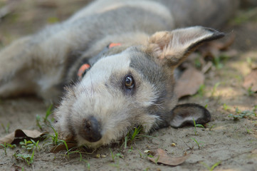 Portrait young dog on the ground