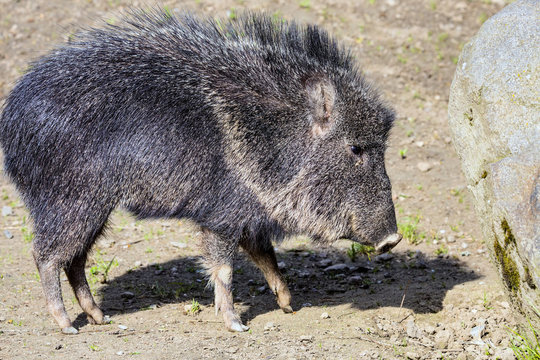 Male Chacoan Peccary Catagonus Wagneri Stock Photo Adobe Stock