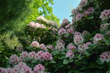 Obraz premium Rhodedendron,Garten