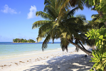 Beautiful beach Cote DOr and palm tree
